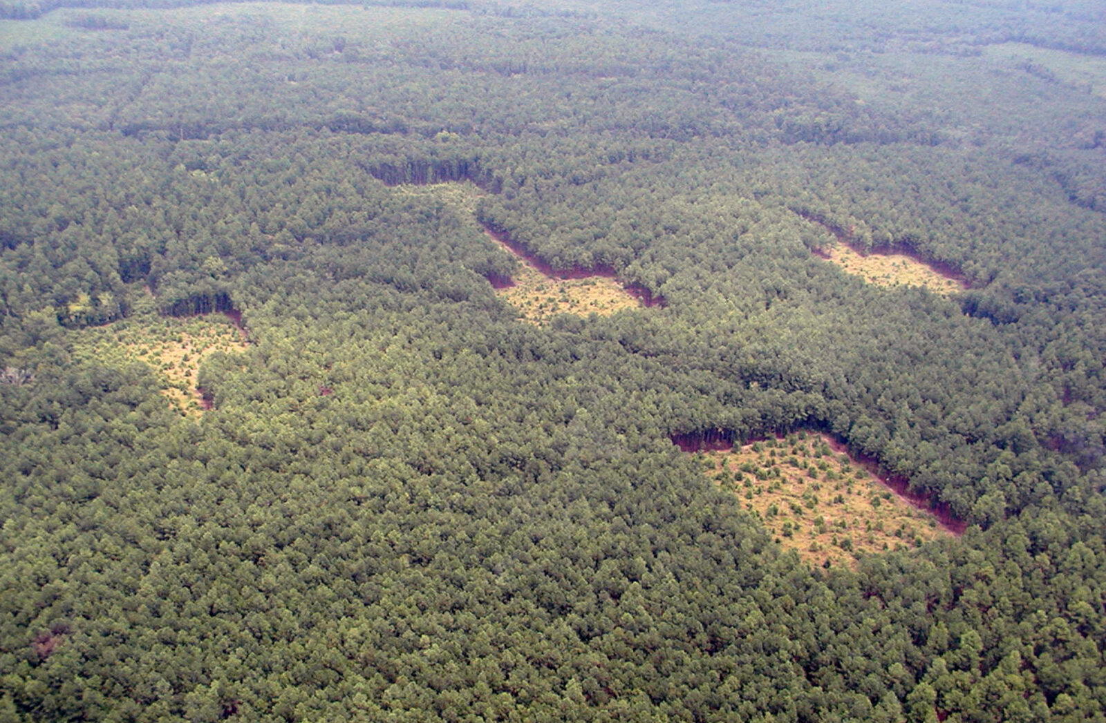 An aerial photo looking over a forest with large blocks of land cleared.