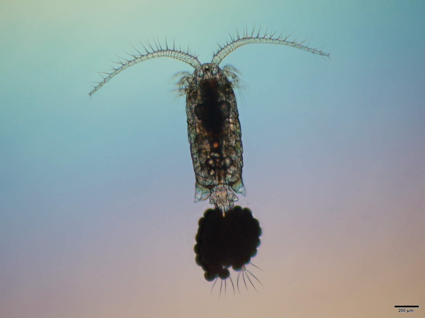 A microscopic image of a small animal with two long antennae and a fan shaped tail.