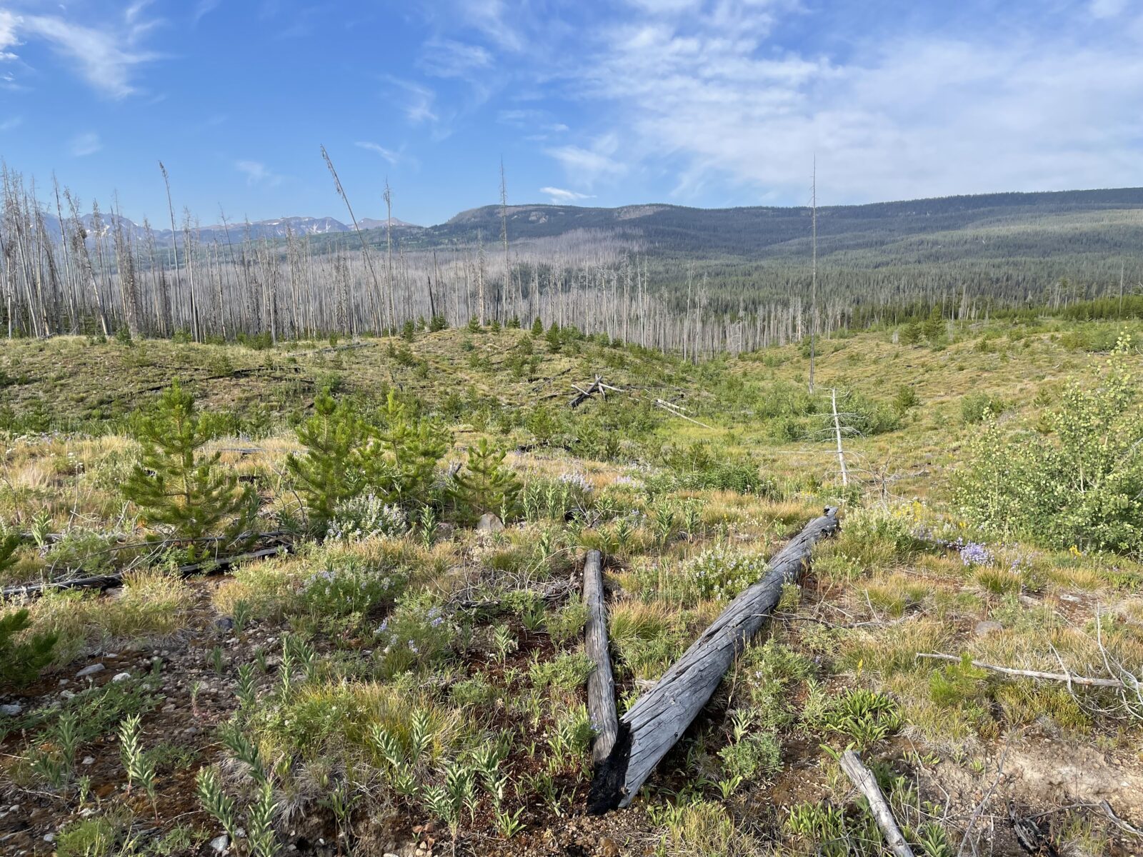 A photo of a landscape with grasses growing up over a burnt log in the foreground and a stand of burnt tree trunks in the background.