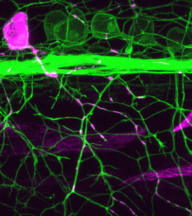 A flouresced microscopy image of sensory neurons, with a thick green band that has small stringy branches coming off of it and a large blob of pink with smaller branches intermixed in  and crossing the green branches.