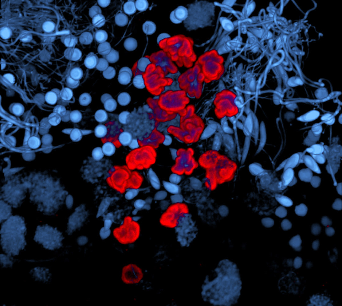 A microscopy image of a flatworm's cells during development, most are blue but some are red to denote cells that are dividing.