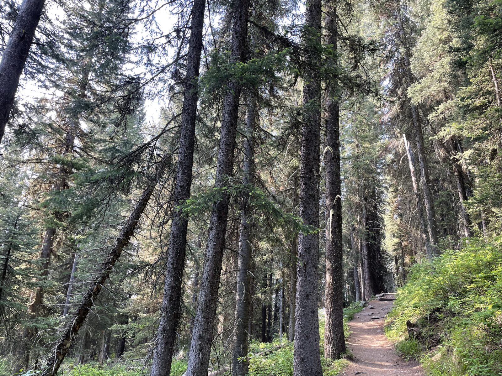 A photo of a trail cutting through a forest of skinny trunked pine trees.