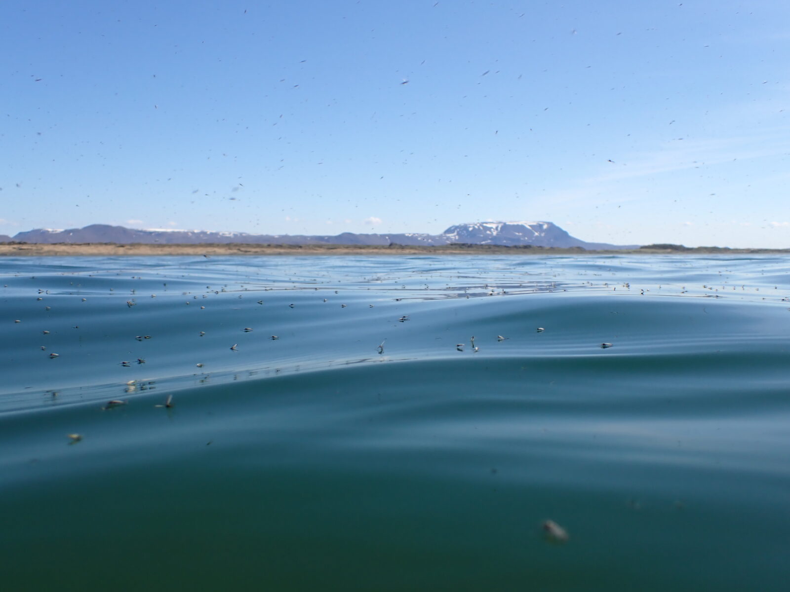 A photo taken just above the water, showing small insects on it's surface and in the air above it.