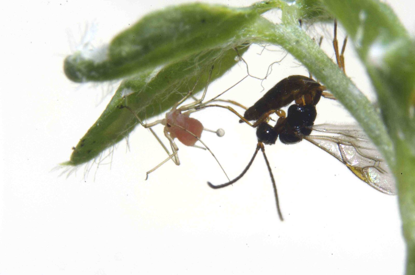 A close up image of a wasp attacking a small red insect on the underside of a green leaf.