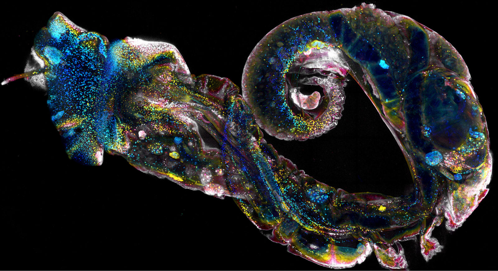 A microscopy image of a snail with various depths of tissues fluoresced in different colors.