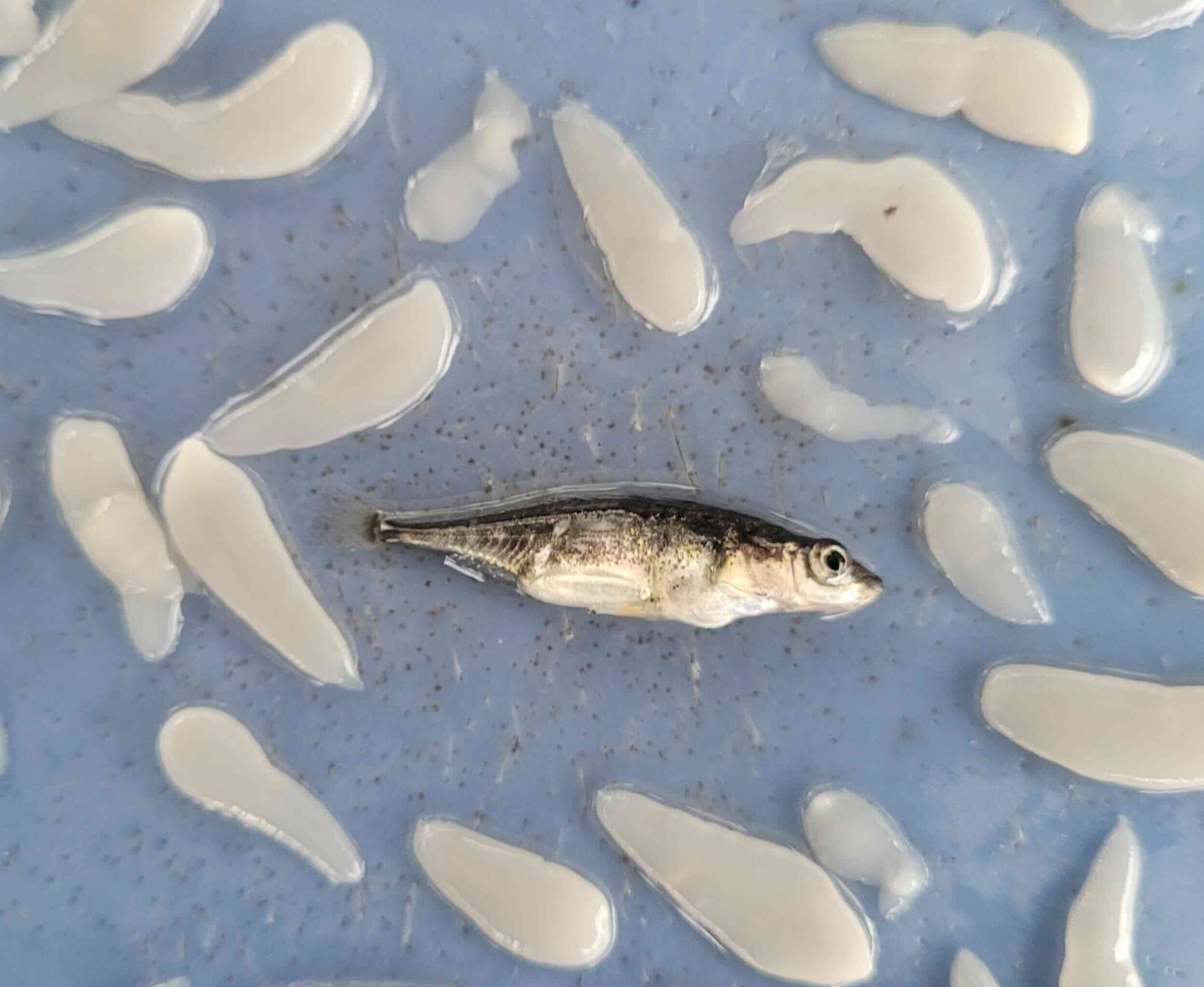 A photo of a small fish surrounded by white globs as large as and larger than the small fish.