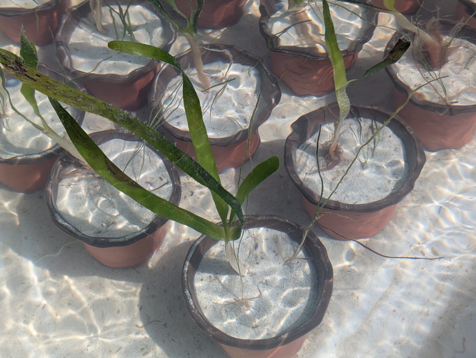 A photo of several rows of potted plants submerged underwater.