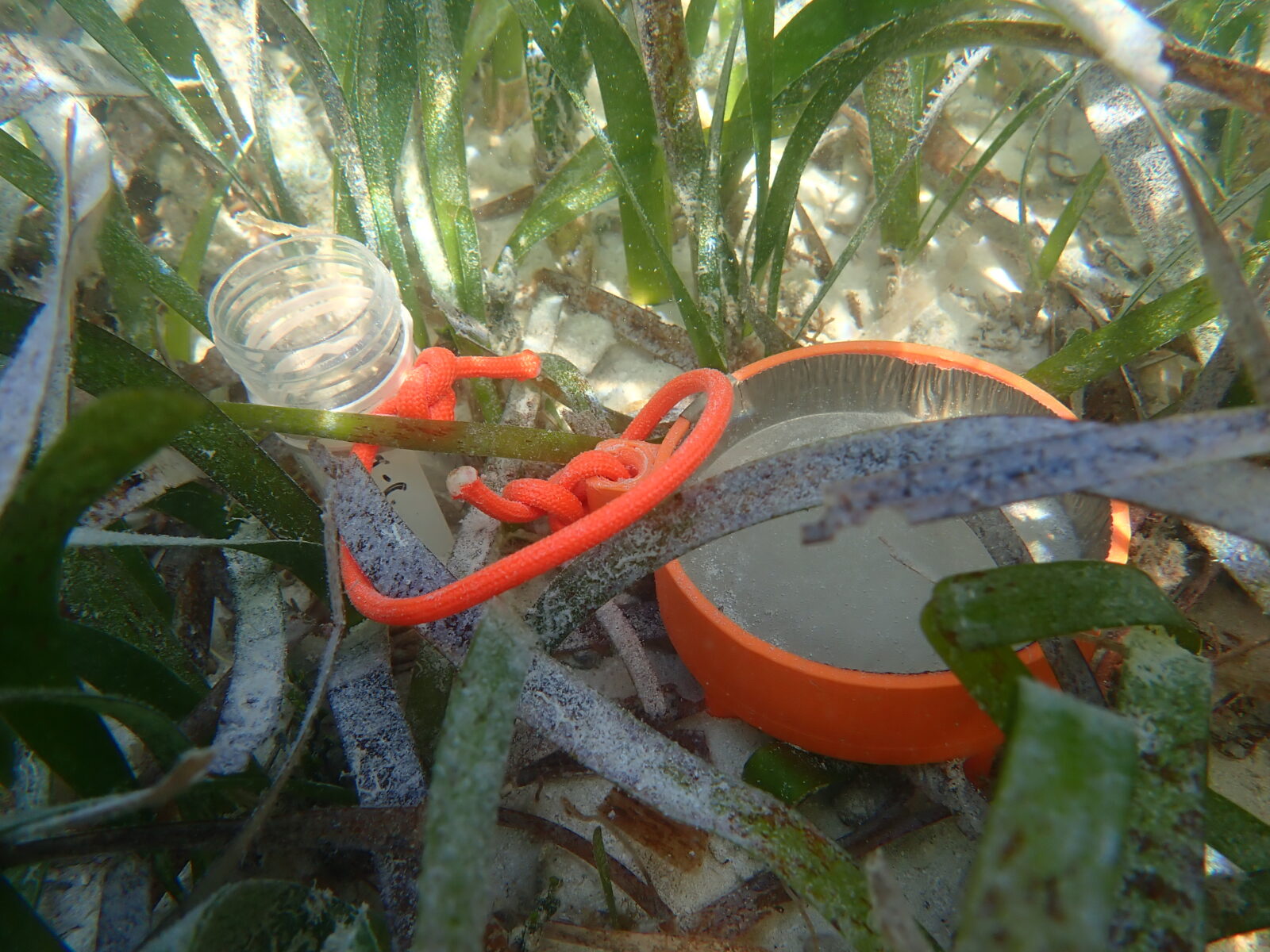 A close-up photo of a plastic tube and tray connected by bright orange rope nestled amongst underwater grasses in the sand.