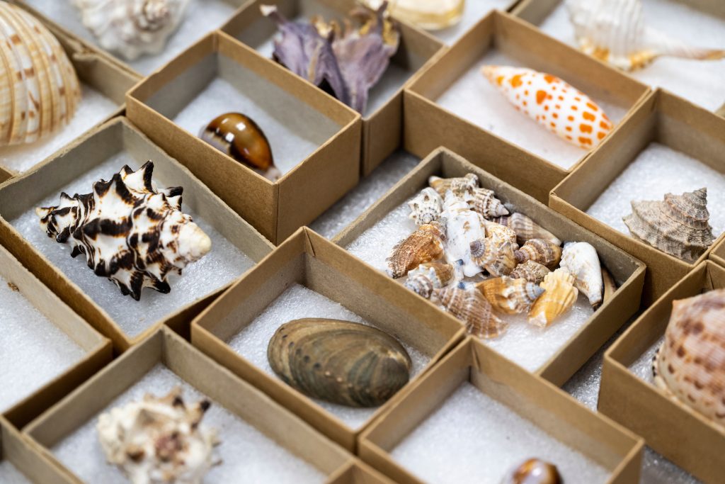 Shells of various sizes shapes and colors sit on white padding in small individual brown boxes with their lids removed.