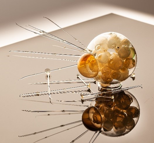 Re-creation of the glass invertebrate models for teaching at UW–Madison