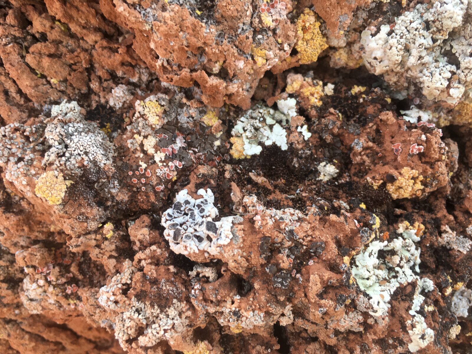 A close up image of dry, red brown and grey soil with a crumbling appearance, reminiscent of coral reefs.