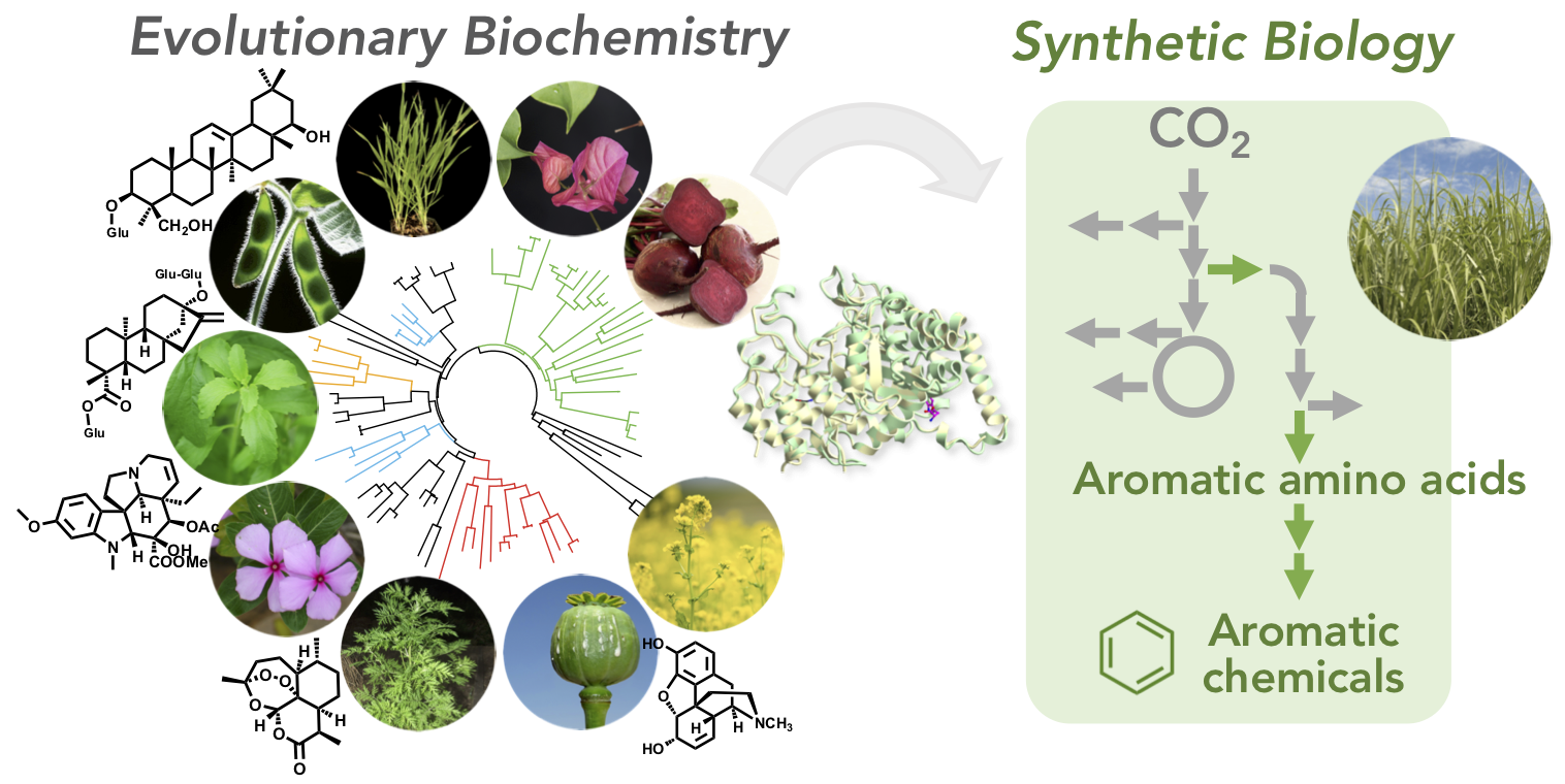A diagram composed of a circle of images of different plants and various chemical structures. The diagram is meant to explain the main focus of the Maeda lab at UW-Madison, who studies and improves how plants utilize atmospheric CO2 and inorganic nitrogen (N) to produce diverse plant natural products, including aromatic chemicals.