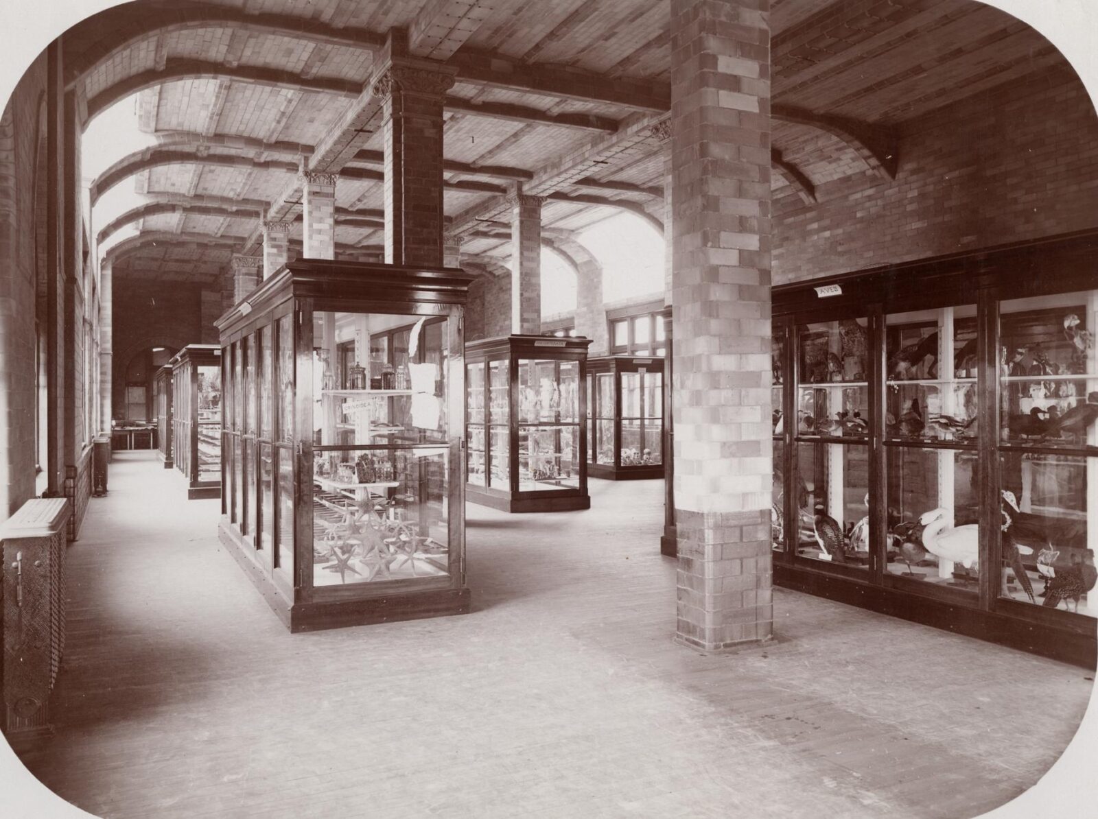 A historic image of the biology museum housed in Science Hall shows glass cabinets throughout a long room.