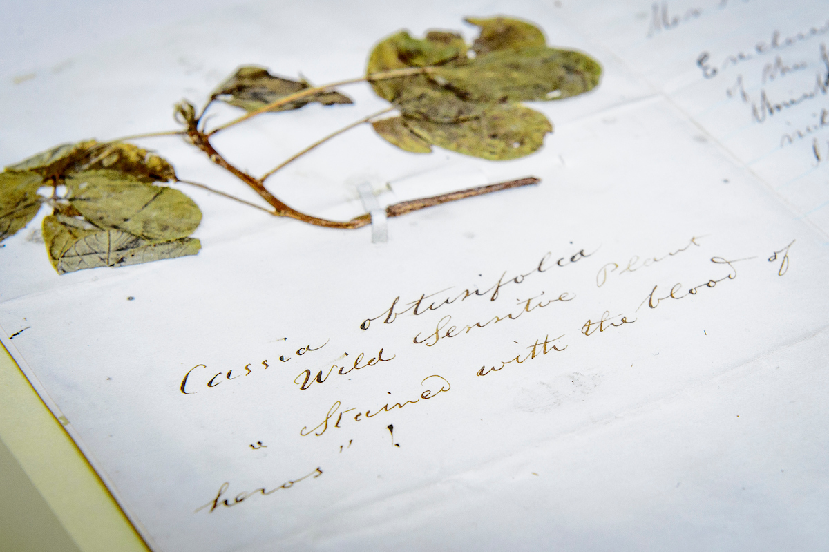 An example of a preserved plant on a piece of paper with notes inked in cursive below it.