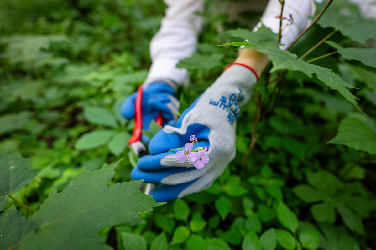 A pair of hands wearing gardening gloves stretch into the frame to reach and clip a purple flower from the green understory of a forest.