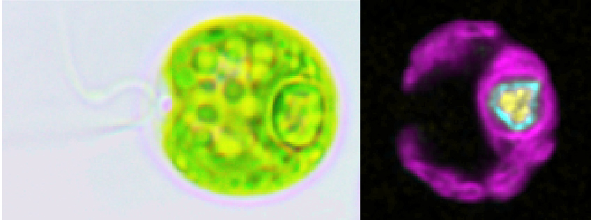 A composite of two microscopic images put together side-by-side. On the left, various parts of a cell are in green, while on the right, other parts of the cell are shown in purple, blue and yellow.