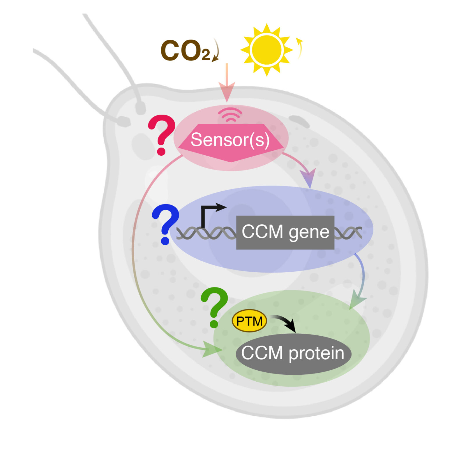 A graphic illustration of a cell showing CO2 from the sun interacting with sensors in the cell and beginning a chain of signals to particular genes and proteins within it.