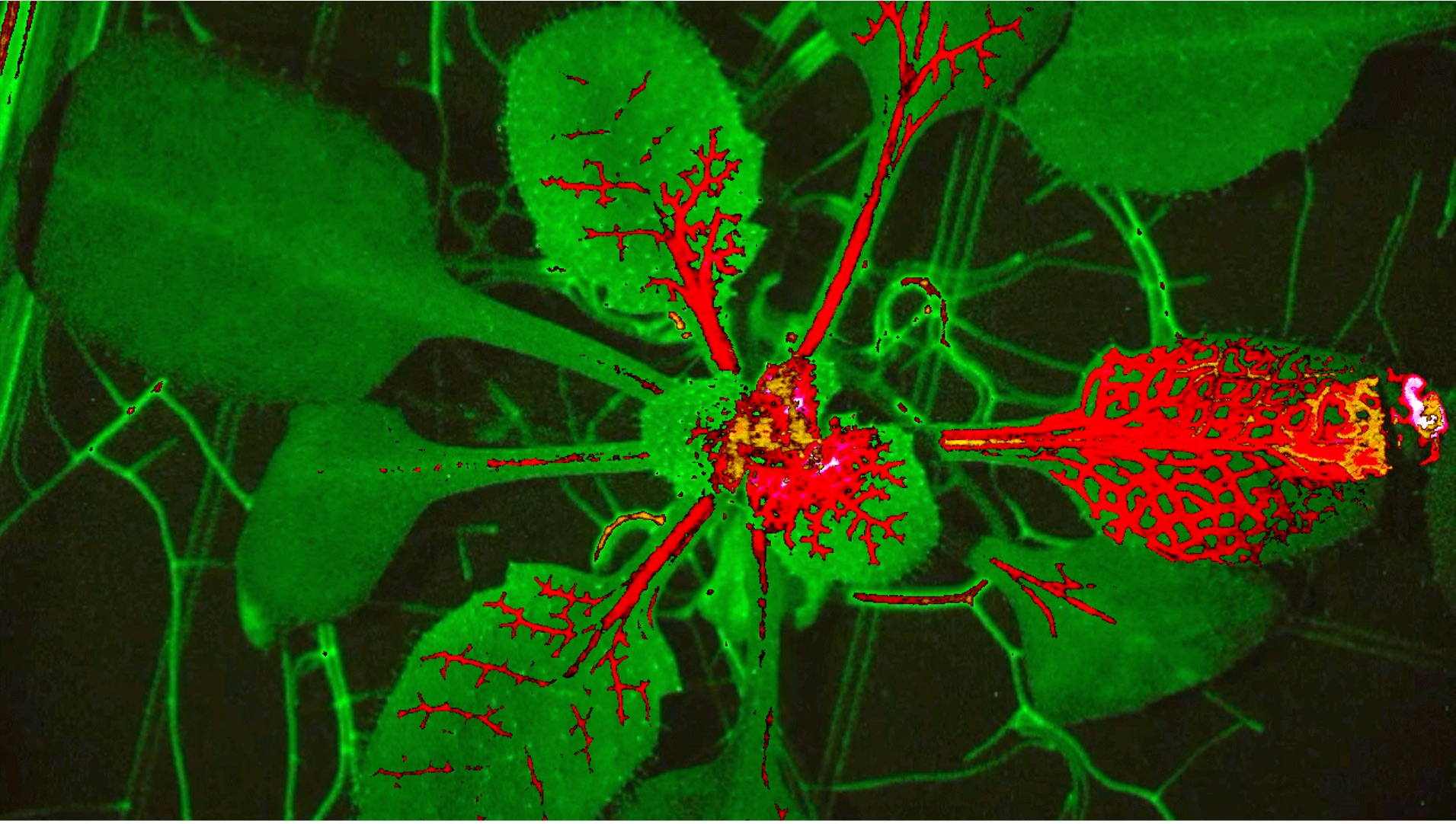 An image of a plant with certain parts of it's leaves fluoresced red.