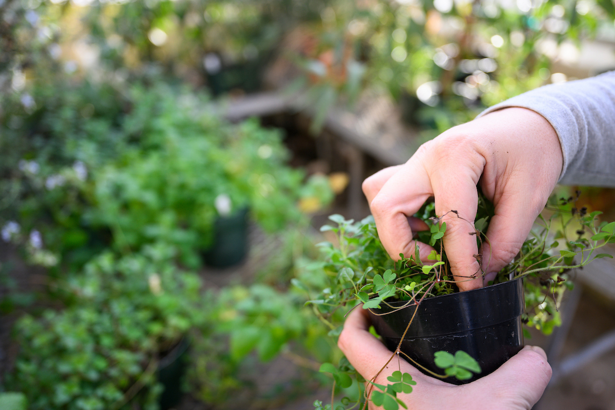 A hub for botanical research: Q&A with the Center for Botany Faculty Director