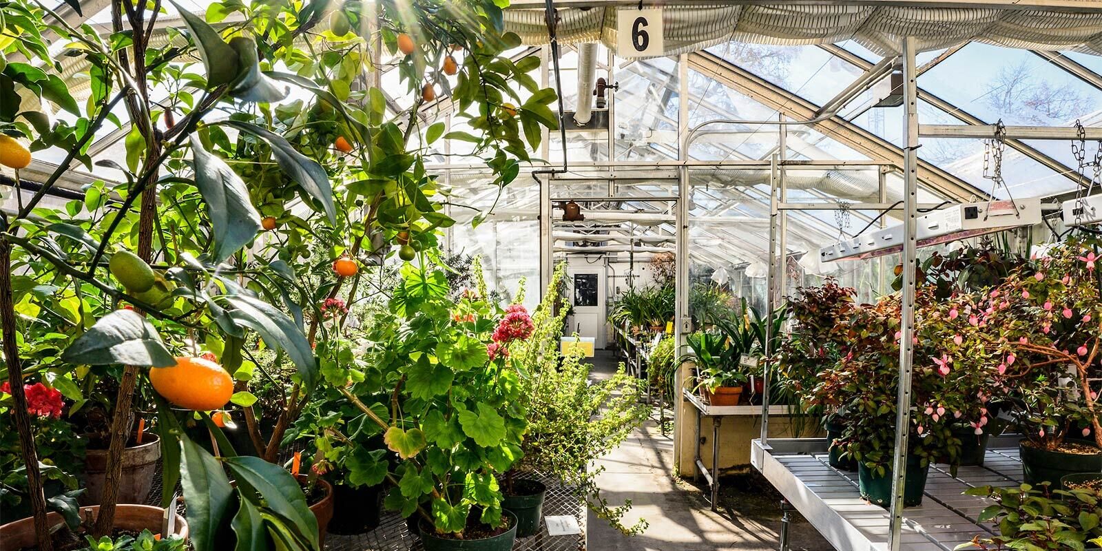 The inside of one of the Department of Biology's Greenhouses is illuminated by bright sunlight, showing various plants with large green leaves spotted with an orange oblong shaped fruit.