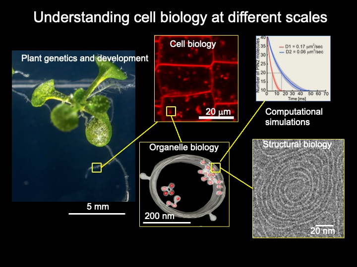 A graphic of several images including a close up of a plant, microscopic images of plant cells, plant organelles, and a graph depicting the Otegui Lab's approach to understanding cell biology at different scales. These scales include: plant genetics and development, cell biology, organelle biology, computational simulations, and structural biology.