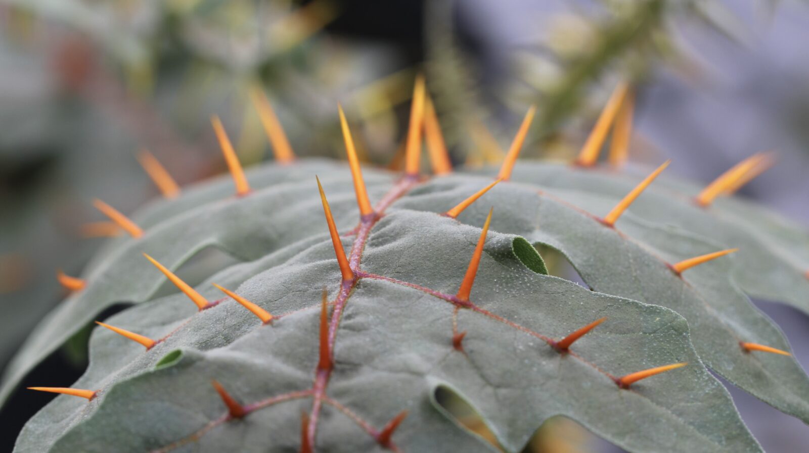 A close up image of a dark green leaf with red veins and orange, yellow spikes coming out of the red veins