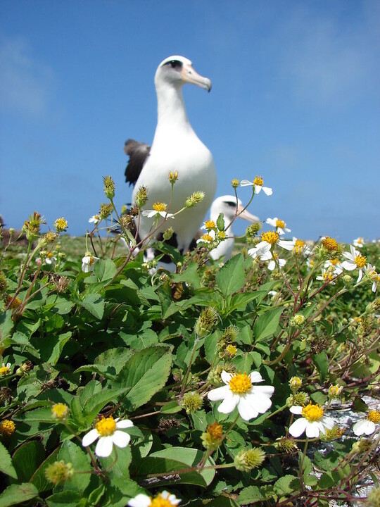 A patch of small white flowers with yellow centers grow near a pair of nesting Laysan Albatross.