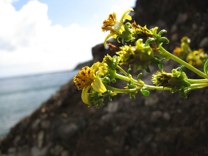 Small, yellow flowers reach out into the sun on an ocean cliff.