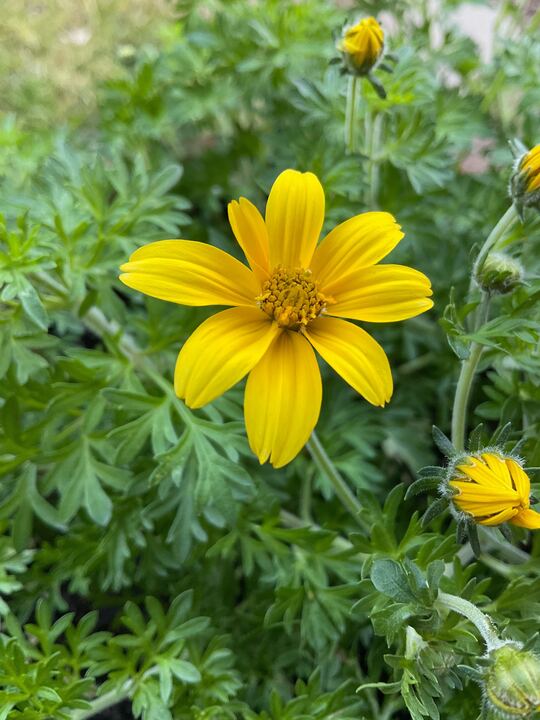 A bright yellow flower with a yellow center blooms in a green patch of budding yellow flowers.