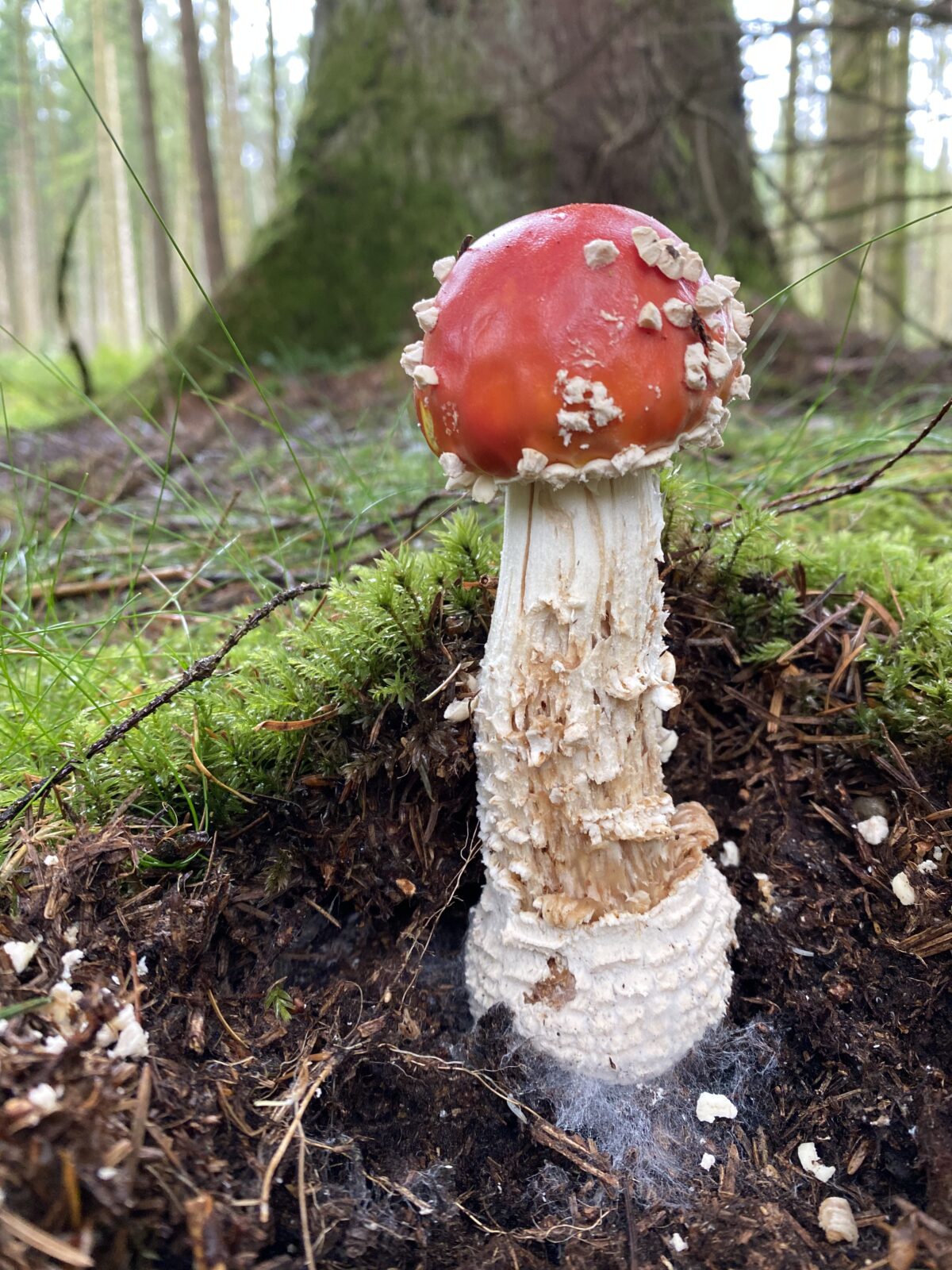 A mushroom with a white stalk and red top grows from the forest floor surrounded by moss.