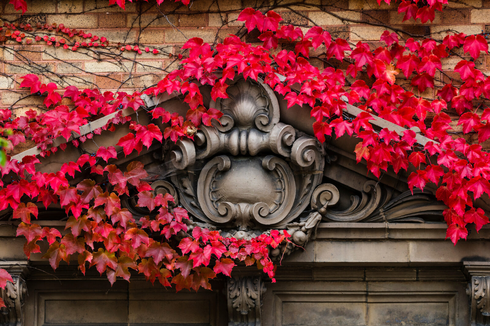 Ivy with bright red leaves crawl around a decorative building edifice.