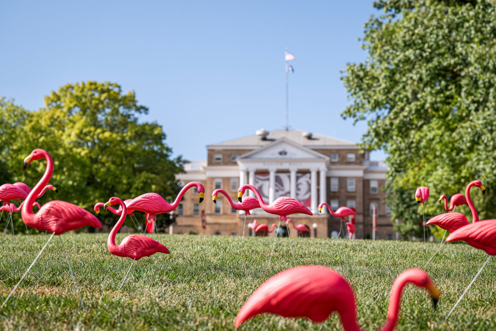Several pink lawn ornament flamingoes cover Bascom Hill in front of Bascom Hall.