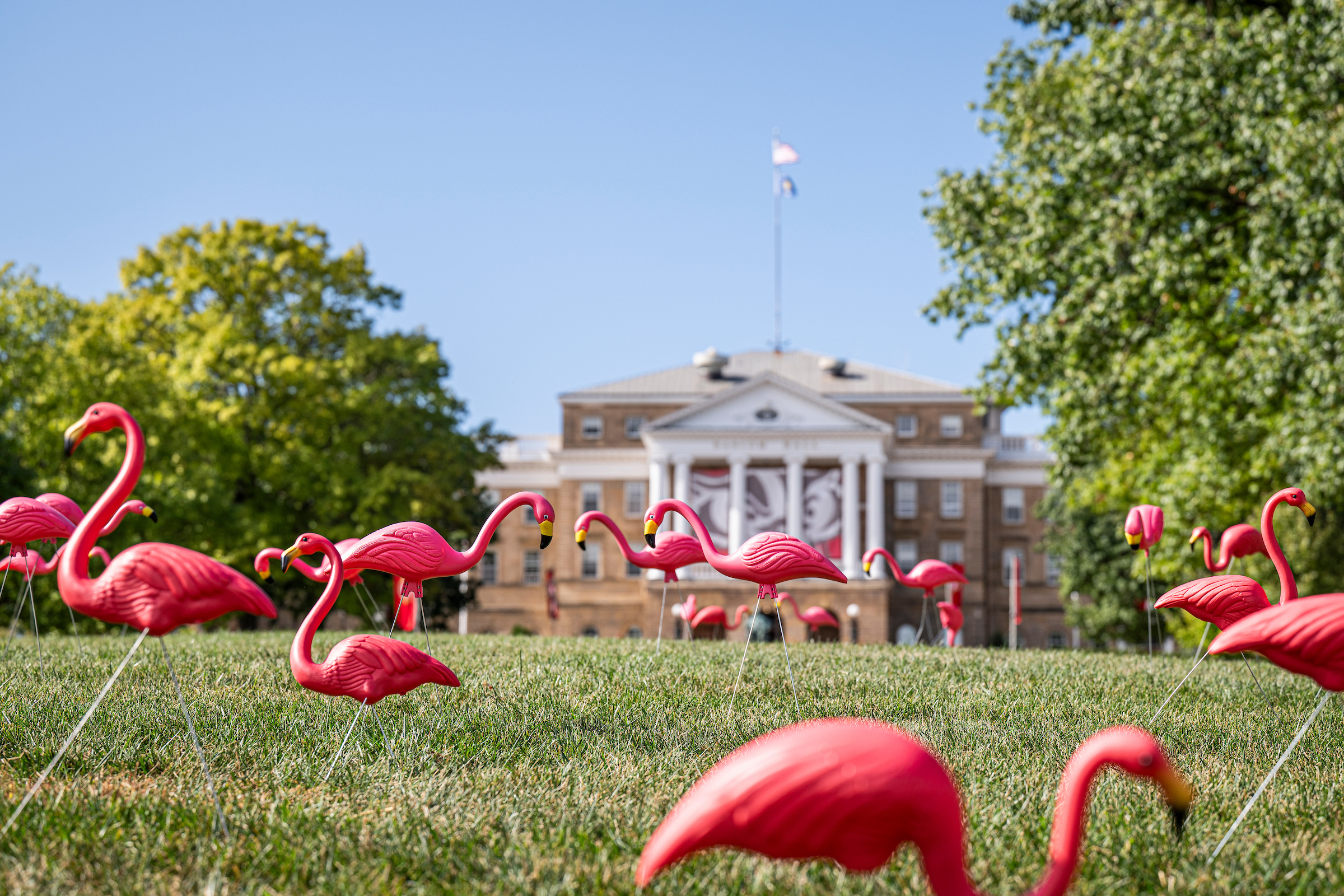 Several pink lawn ornament flamingoes cover Bascom Hill in front of Bascom Hall.