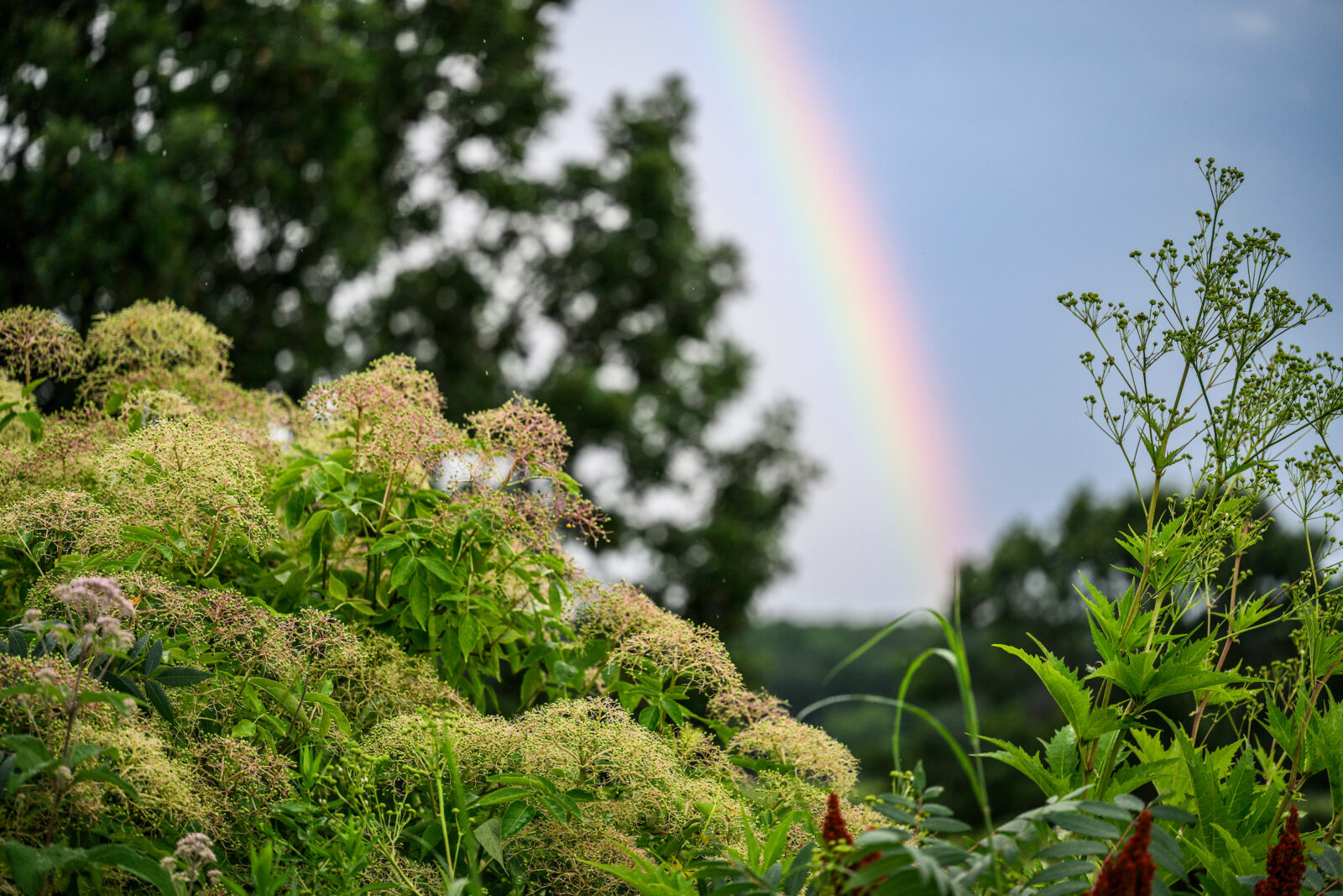 A rainbow arcs through the sky with prairie plants growing lushly in the foreground.