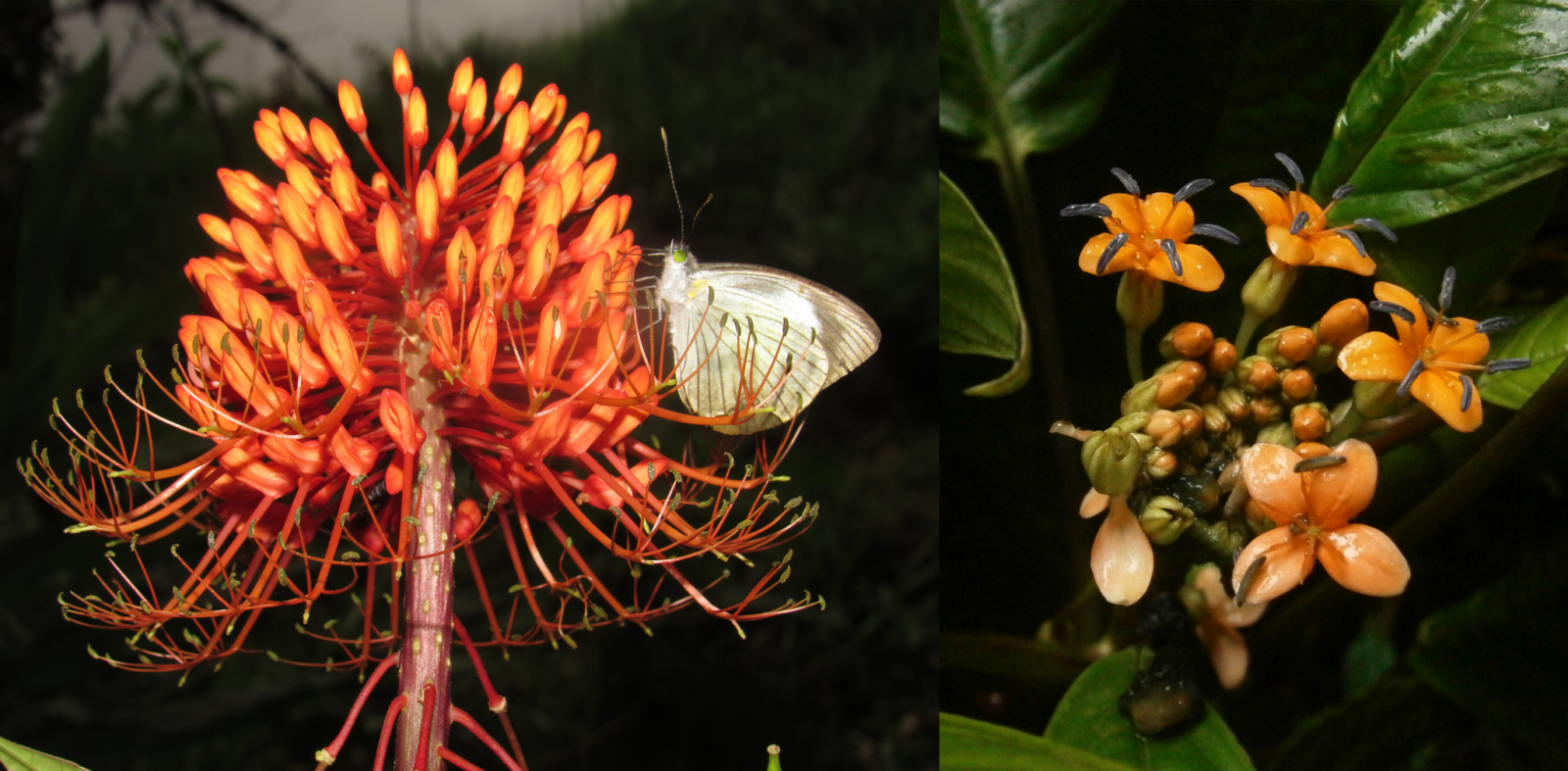 Two photos of orange flowers surrounded by dark green leaves are joined together in one image. The flower on the left has a butterfly on it. On the right is a cluster of small orange petaled flowers.