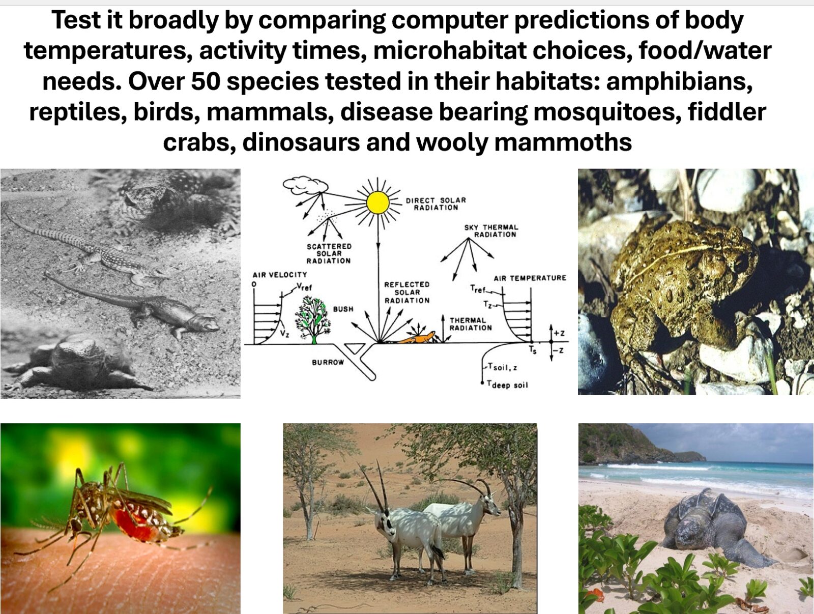 A collage of images of several different animals including a lizard, frog, mosquito,  goat, and sea turtle with the text: "Test it broadly by comparing computer predictions of body temperatures, activity times, microhabitat choices, food/water needs. Over 50 species tested in their habitats: amphibians, reptiles, birds, mammals, disease bearing mosquitoes, fiddler crabs, dinosaurs and wooly mammoths"
