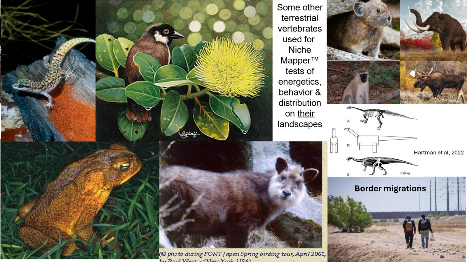 A collage of images of several animals including a gecko, frog, bird, goat, pika, monkey, mammoth, moose and more. Text in the collage reads "Some other terrestrial vertebrates used for Niche
Mapper™ tests of
energetics, behavior & distribution on their
landscapes" 