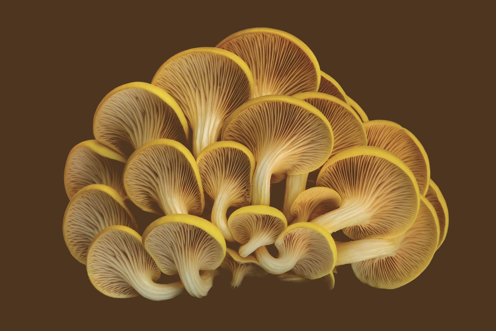 How did these mushrooms escape?