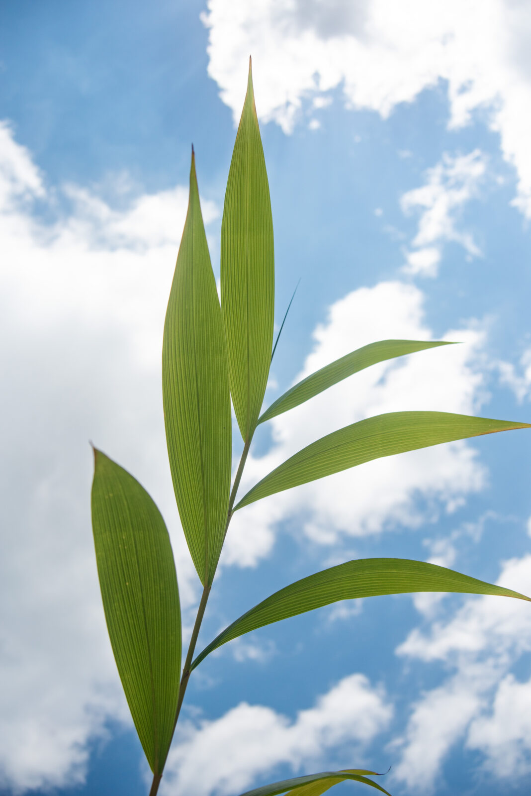A green plant with long fibrous leaves extending from a rigid stem photographed outdoors with a cloudy blue sky behind it.
