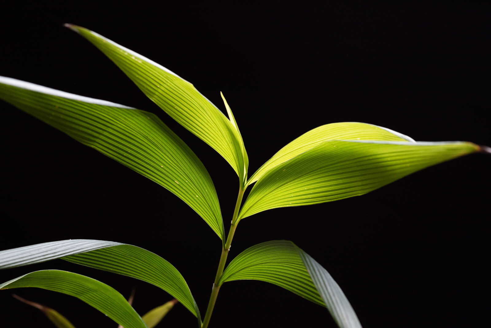 Molecular “bypasses” improve grass plants’s synthesis of lignin and starch, laying the early groundwork for evolutionary success