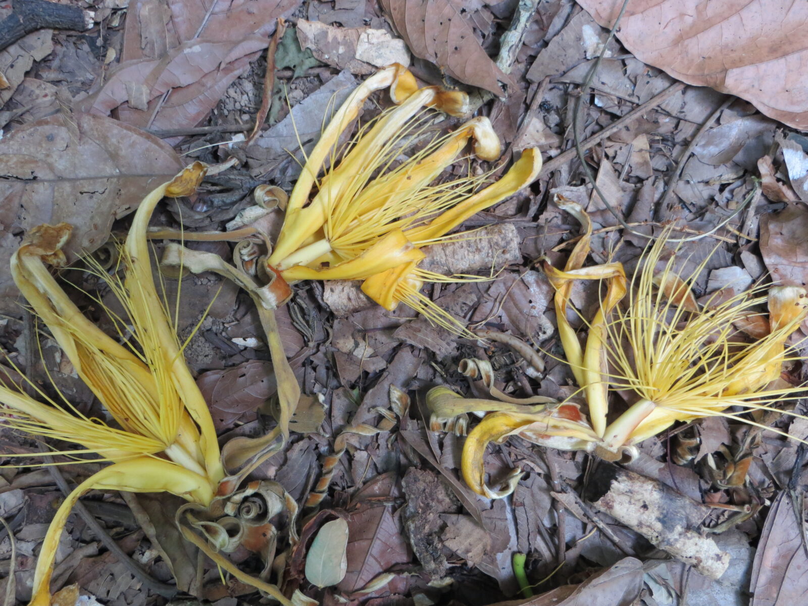 A photo of three flowers with long thin petals and string like centers laying on a leaf-littered forest floor.