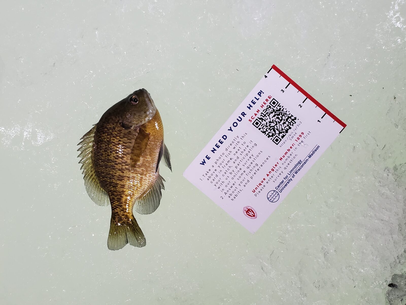 A photo of a small fish laid on a flat surface beside a small white card with a qr code, the UW–Madison crest and some instructions.