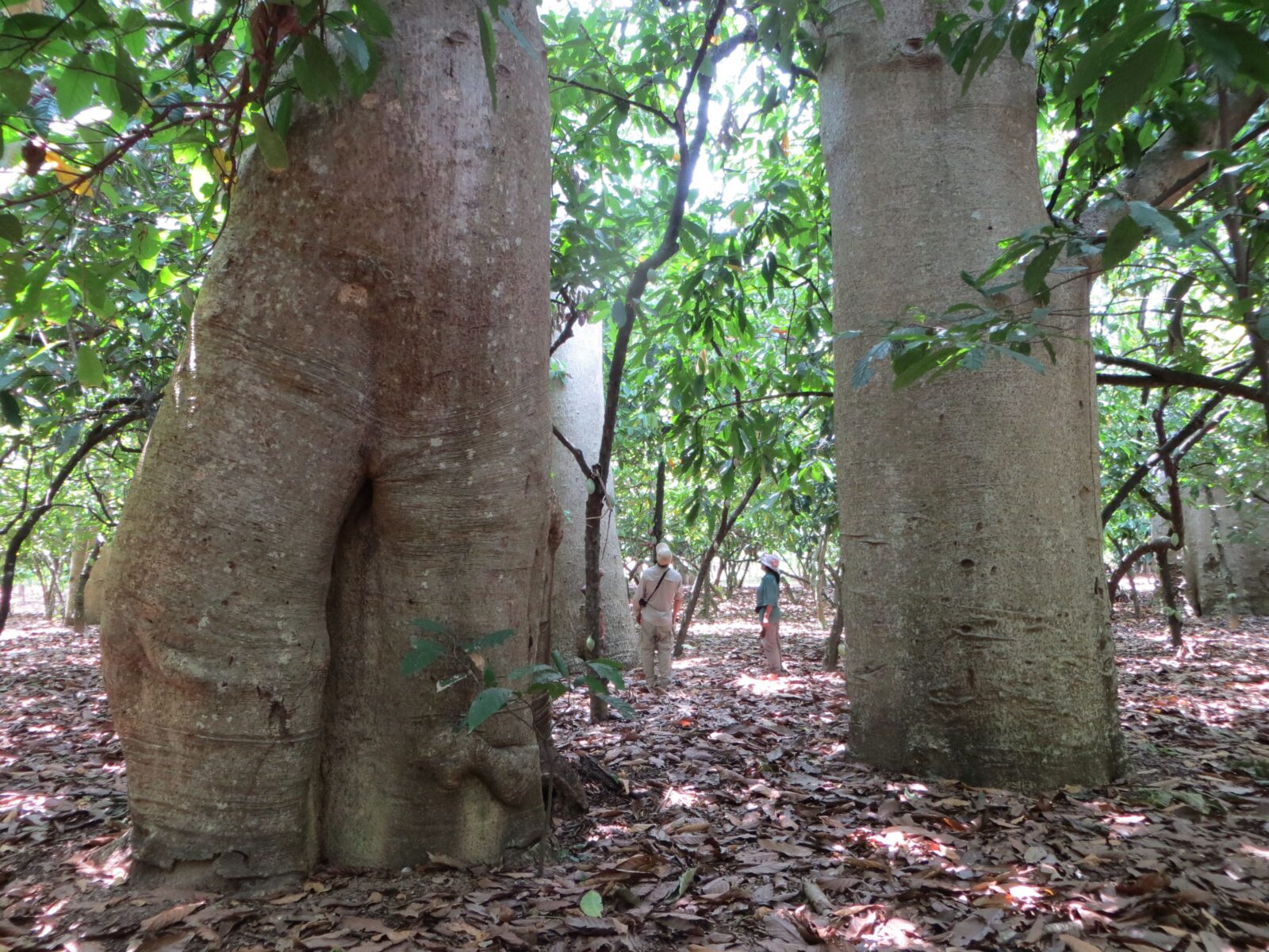 A photo taken in a forest of people walking between and looking up at very large tree trunks.