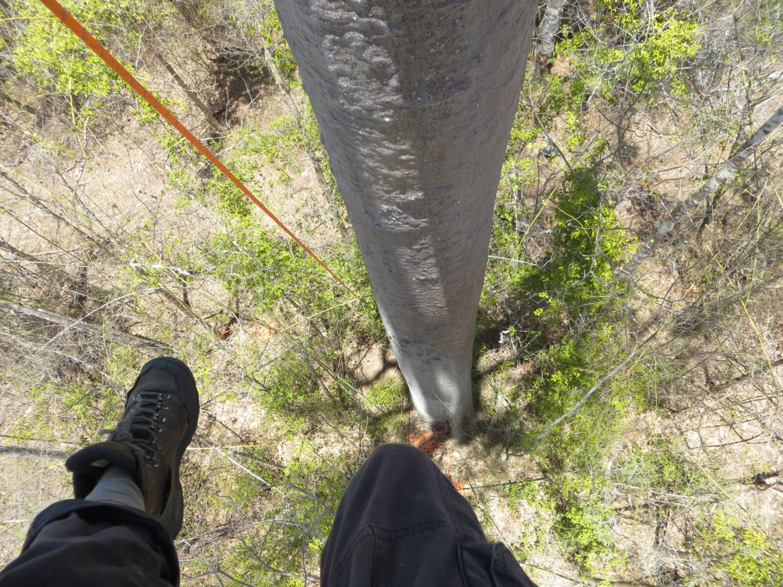 A photo taken from the perspective of a person climbing a very tall tree, looking down as their feet dangle from the climbing harness over open air beside the tree trunk.