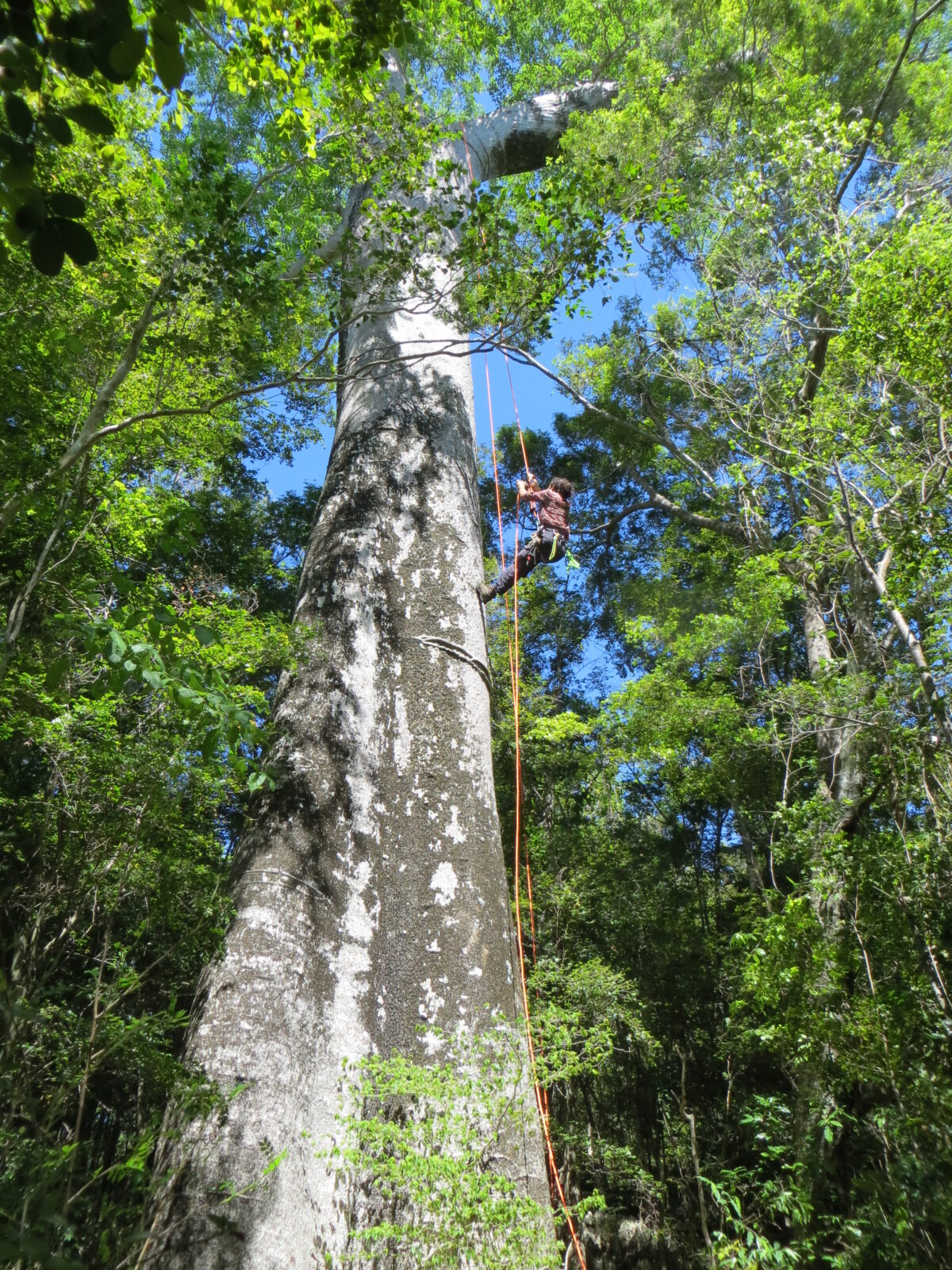 A photo taken from the base of a very tall tree and looking up at a person using a climbing harness and ropes to scale it.