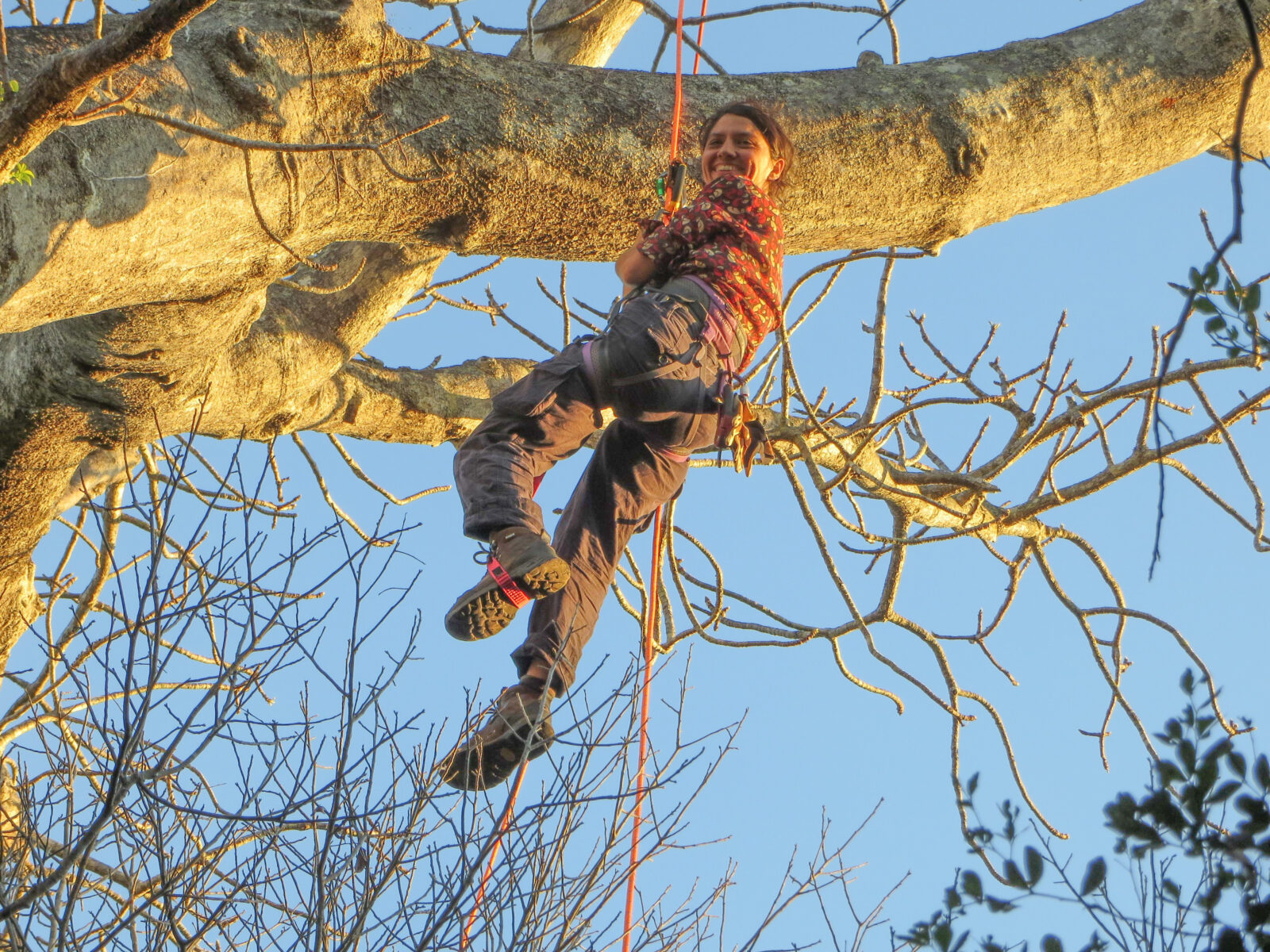 Research differentiates new species of endangered baobab tree in Madagascar