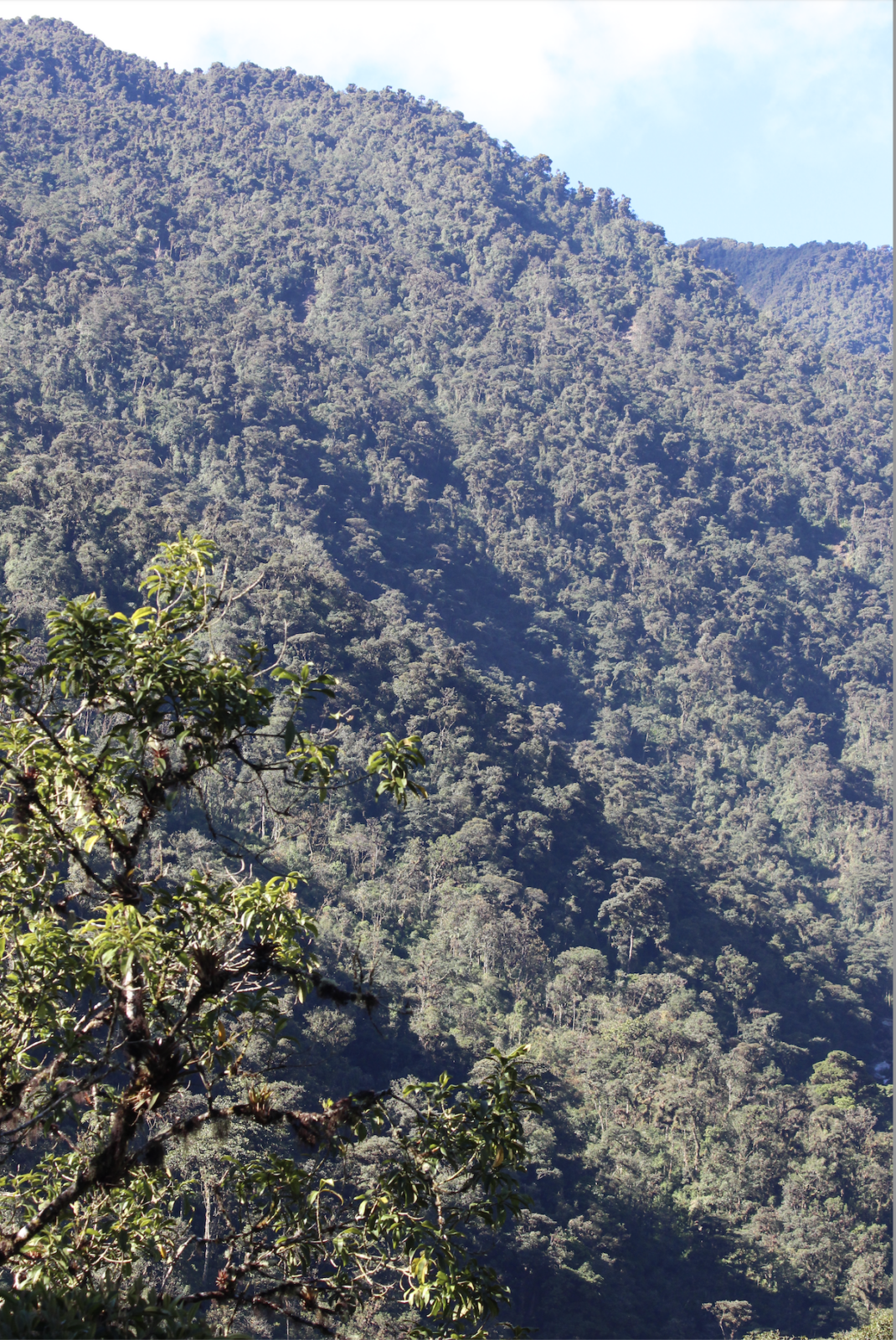 A photo of a forested hillside.