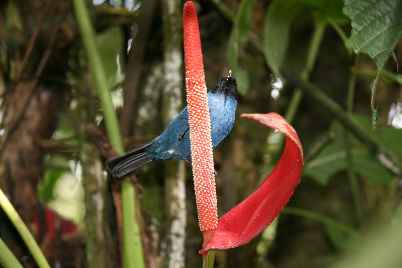 A nphoto of a bright blue bird on a red flower surrounded by trees.