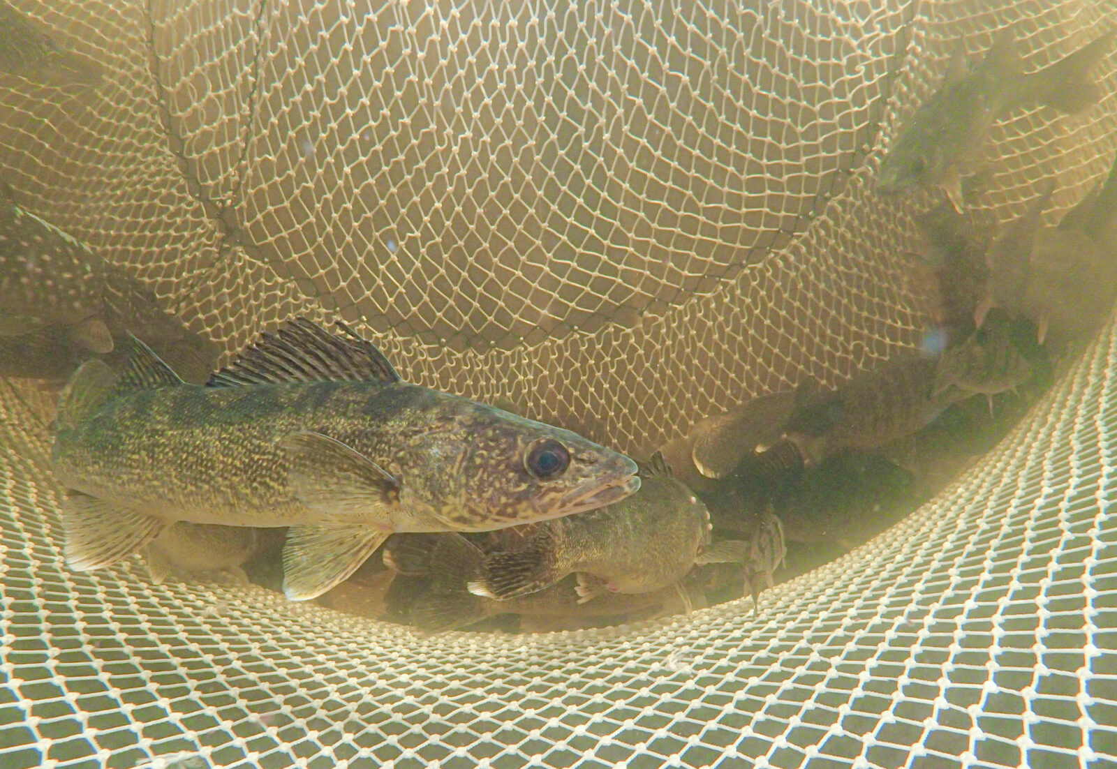 An underwater photo of several fish in a netted enclosure.