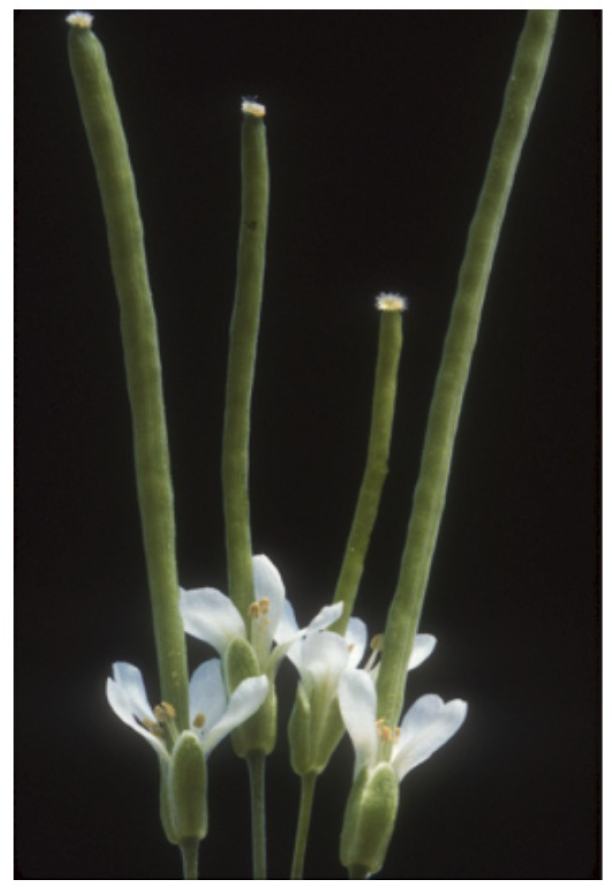 A photo of white flowers on long thick green stems, with which appear to continue to grow up and through the center of the flowers.